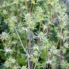 Russisk Mandstro 'White Glitter' Eryngium Planum 'White Glitter' 1 Liter Potte