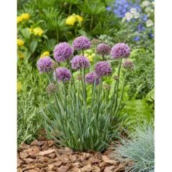 Prydløg 'Little Sapphire' Allium 'Little Sapphire' 2 Liter Potte -Sirius Butik p37140 46316 allium little sapphire 888d