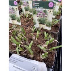 Prydløg 'Little Sapphire' Allium 'Little Sapphire' 2 Liter Potte -Sirius Butik p37140 46321 allium little sapphire a779