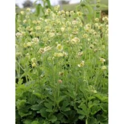 Eng-Nellikerod 'Tales Of Hex' Geum Rivale 'Tales Of Hex' 1 Liter Potte