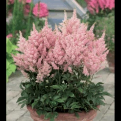 Astilbe 'Younique Pink' Astilbe Arendsii 'Younique Pink' 1 Liter Potte -Sirius Butik p37148 46325 astilbe arendsii younique pink fc98