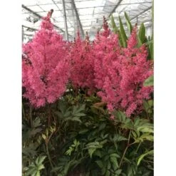 Astilbe 'Younique Pink' Astilbe Arendsii 'Younique Pink' 1 Liter Potte -Sirius Butik p37148 46326 astilbe arendsii younique pink caa9