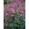 Hjerteblomst 'Pink Diamonds' Dicentra 'Pink Diamonds' 1 Liter Potte