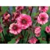 Nellikerod 'Tempo Rose' Geum 'Tempo Rose' 1 Liter Potte