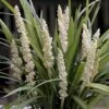 Japansk Skilla 'Monroe White' Liriope 'Monroe White' 1 Liter Potte