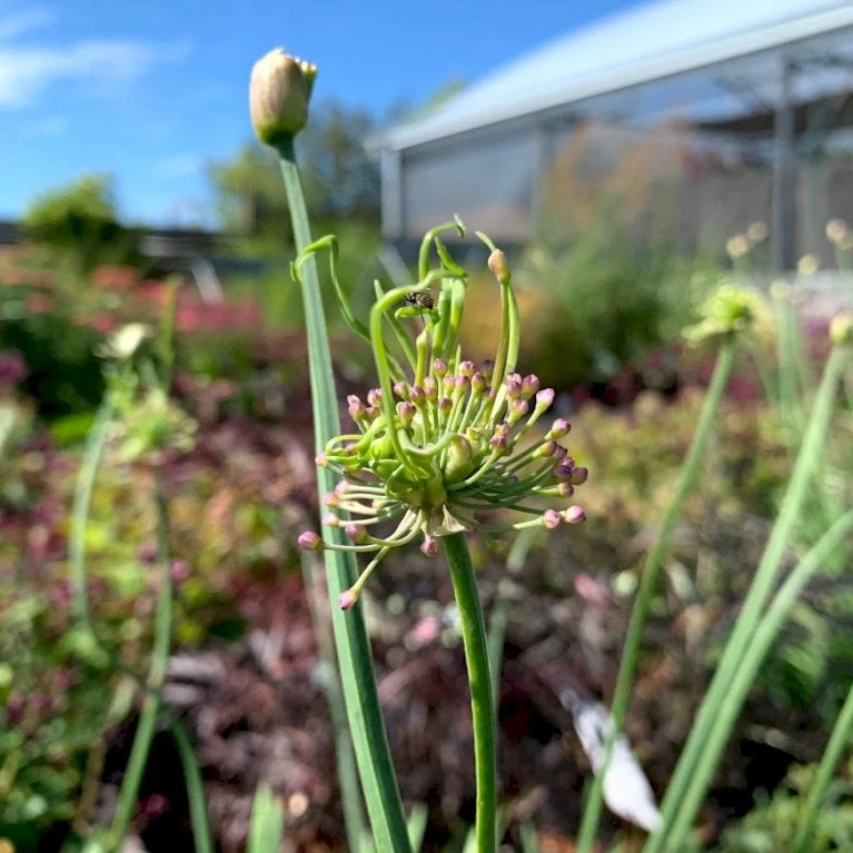 Prydløg 'Medusas Hair' Allium Senescens 'Medusas Hair' 2 Liter Potte 1 Prydløg 'Medusas Hair' Allium Senescens 'Medusas Hair' 2 Liter Potte