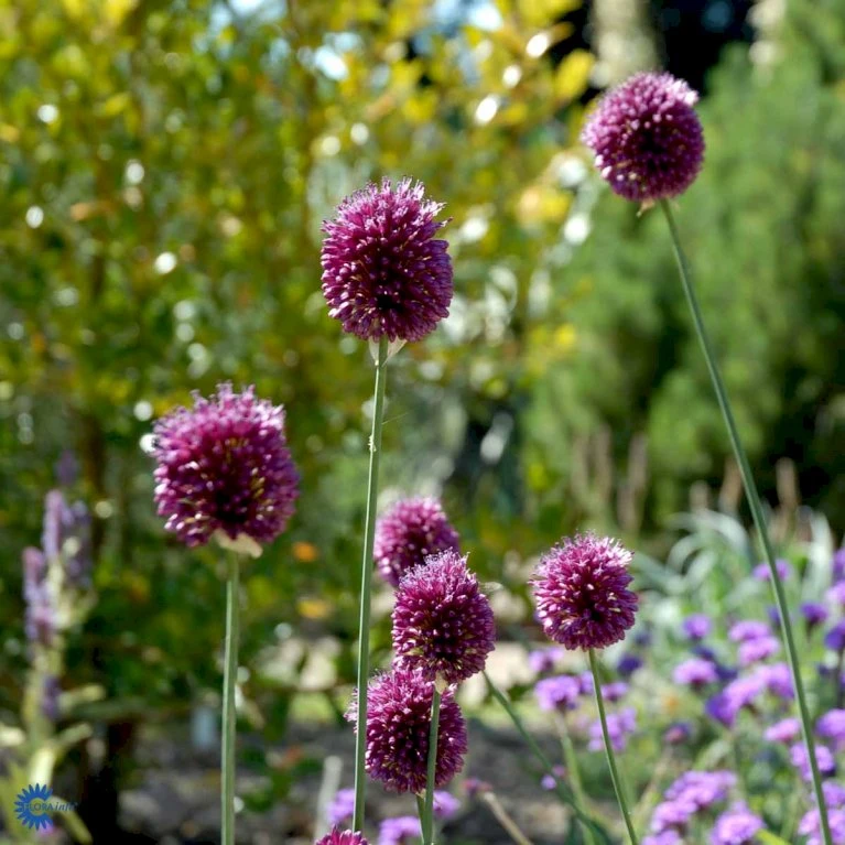 Middelhavs-prydløg Allium Sphaerocephalon 1 Liter Potte 1 Middelhavs-prydløg Allium Sphaerocephalon 1 Liter Potte