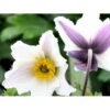 Anemone 'Elfin Swan' Anemone Hybrid 'Elfin Swan' 1 Liter Potte