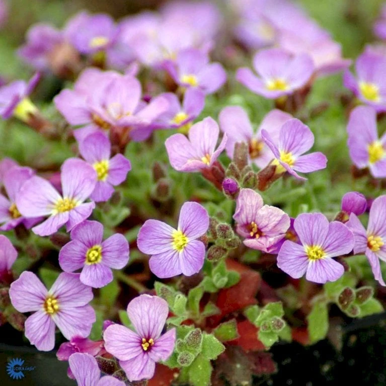 Blåpude 'Florado Blush Bicolour' Aubrieta G. 'Florado Blush Bicolour' 10 Cm. Potte 1 Blåpude 'Florado Blush Bicolour' Aubrieta G. 'Florado Blush Bicolour' 10 Cm. Potte