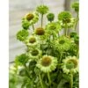 Purpursolhat 'SunSeekers Apple Green' Echinacea 'SunSeekers Apple Green' 1 Liter Potte