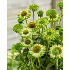 Purpursolhat 'SunSeekers Apple Green' Echinacea 'SunSeekers Apple Green' 1 Liter Potte