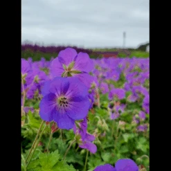 Storkenæb 'Bloom Me Away' Geranium Hybrid 'Bloom Me Away' 1 Liter Potte