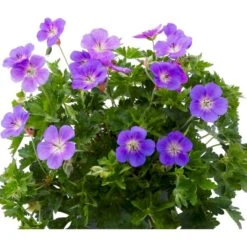 Storkenæb 'Bloom Me Away' Geranium Hybrid 'Bloom Me Away' 1 Liter Potte -Sirius Butik p37190 53949 geranium hybrid bloom me away 5281