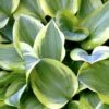 Hosta 'Snow Cap' Hosta Hybrid 'Snow Cap' 1 Liter Potte