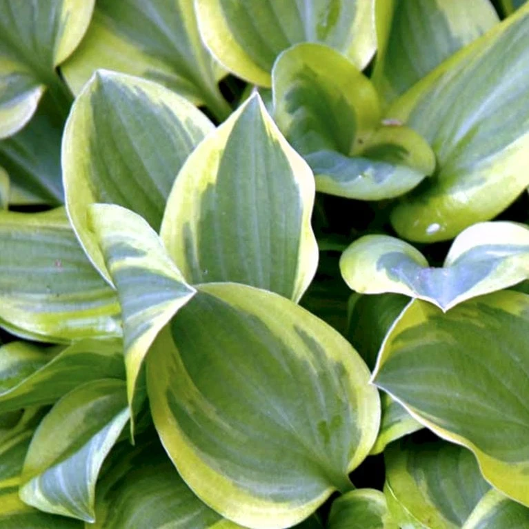 Hosta 'Snow Cap' Hosta Hybrid 'Snow Cap' 1 Liter Potte 1 Hosta 'Snow Cap' Hosta Hybrid 'Snow Cap' 1 Liter Potte