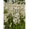 Tjærenellike 'Alba Schnee' Lychnis Viscaria 'Alba Schnee' 10 Cm. Potte