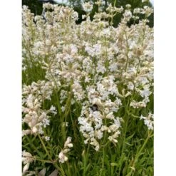 Tjærenellike 'Alba Schnee' Lychnis Viscaria 'Alba Schnee' 10 Cm. Potte