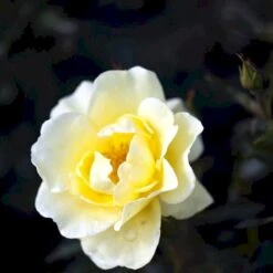 'Sunburst Border'® Rosa X 'Sunburst Border'® (Bunddækkerose) A-Kvalitet,- Barrods Roser Min. 3 Grene -Sirius Butik p371 51999 rosa x sunburst border bunddaekkerose 5baa