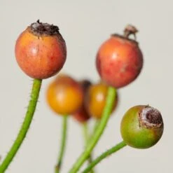 'Sunburst Border'® Rosa X 'Sunburst Border'® (Bunddækkerose) A-Kvalitet,- Barrods Roser Min. 3 Grene -Sirius Butik p371 52002 rosa x sunburst border bunddaekkerose 46e8