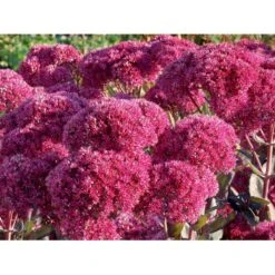 Sankthansurt 'Thunderhead' Sedum Telephium 'Thunderhead' 1 Liter Potte -Sirius Butik p37205 53953 sedum telephium thunderhead 9f73