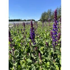 Staude-Salvie 'Caradonna Compact' Salvia Nemorosa 'Caradonna Compact' 1 Liter Potte -Sirius Butik p37250 47131 salvia nemorosa caradonna compact eefa