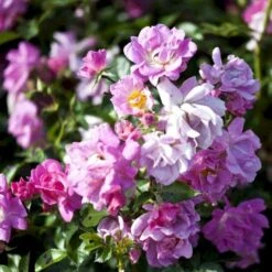 'Supreme Cover'® Rosa X 'Supreme Cover'® (Bunddækkerose) A-Kvalitet,- Barrods Roser Min. 3 Grene -Sirius Butik p372 52005 rosa x supreme cover bunddaekkerose 0034