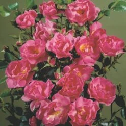 'Supreme Cover'® Rosa X 'Supreme Cover'® (Bunddækkerose) A-Kvalitet,- Barrods Roser Min. 3 Grene -Sirius Butik p372 52006 rosa x supreme cover bunddaekkerose 45ae