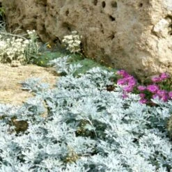 Sølvbynke 'Boughton Silver' Artemisia Stellariana 'Boughton Silver' 1 Liter Potte