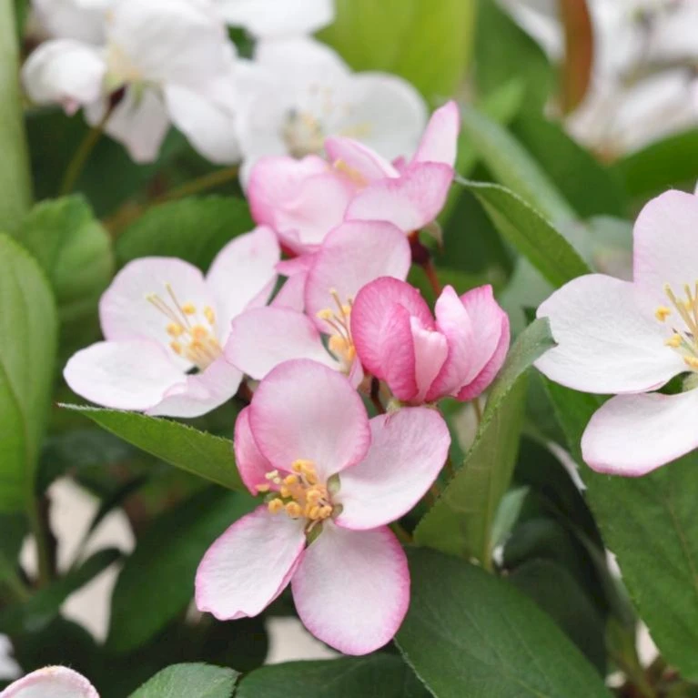 Sargentsæble 'Norðîc® Spellbound' Malus Sargentii 'Norðîc® Spellbound' 5 Liter Potte 1 Sargentsæble 'Norðîc® Spellbound' Malus Sargentii 'Norðîc® Spellbound' 5 Liter Potte