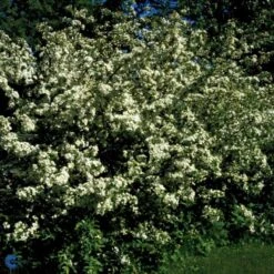 Sargentsæble 'Norðîc® Spellbound' Malus Sargentii 'Norðîc® Spellbound' 5 Liter Potte 5 Sargentsæble 'Norðîc® Spellbound' Malus Sargentii 'Norðîc® Spellbound' 5 Liter Potte -Sirius Butik p37363 47377 malus sargentii nordjic spellbound 70c2
