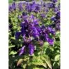 Blåkant 'Bokratune' Nepeta Neptune 'Bokratune' 1 Liter Potte