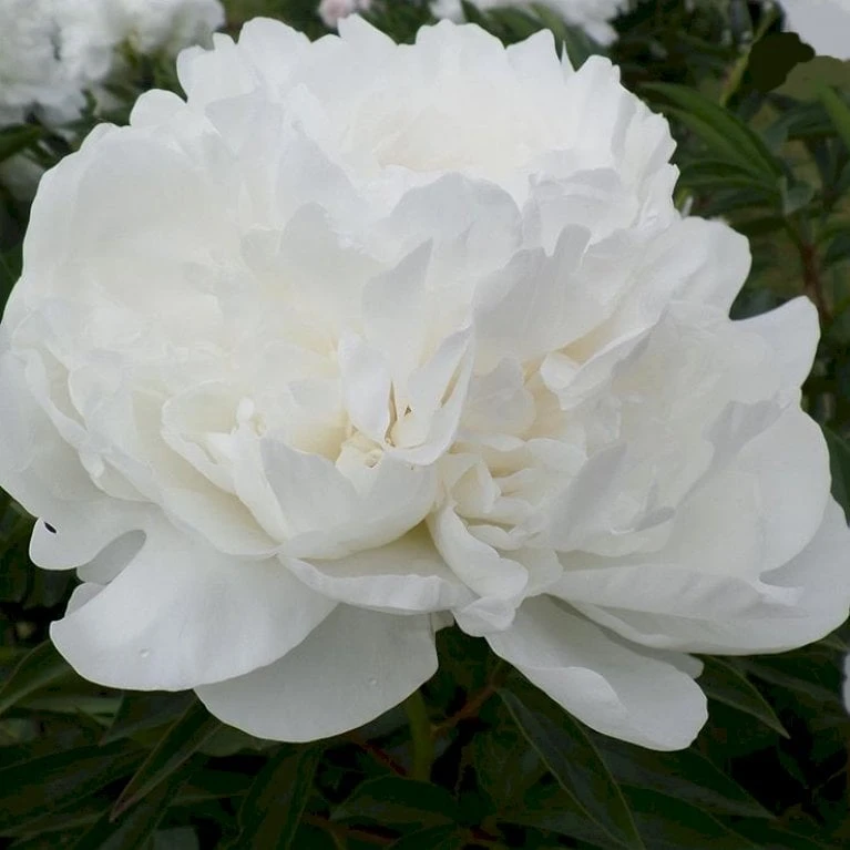 Silkepæon 'Mme Claude Tain' Paeonia Lactiflora 'Mme Claude Tain' 3 Liter Potte 1 Silkepæon 'Mme Claude Tain' Paeonia Lactiflora 'Mme Claude Tain' 3 Liter Potte