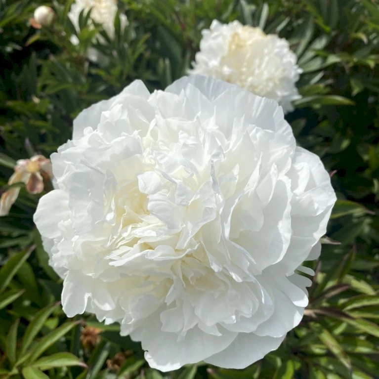 Silkepæon 'Mme Claude Tain' Paeonia Lactiflora 'Mme Claude Tain' 3 Liter Potte 2 Silkepæon 'Mme Claude Tain' Paeonia Lactiflora 'Mme Claude Tain' 3 Liter Potte - Billede 2