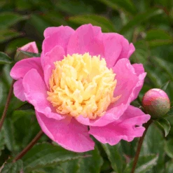 Silkepæon 'Mr. G. F. Hemerik' Paeonia Lactiflora 'Mr. G. F. Hemerik' 3 Liter Potte