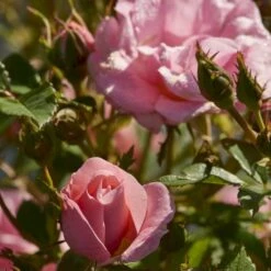 'Sweet Cover'® Rosa X 'Sweet Cover'® (Bunddækkerose) A-Kvalitet,- Barrods Roser Min. 3 Grene -Sirius Butik p373 52008 rosa x sweet cover bunddaekkerose 482e