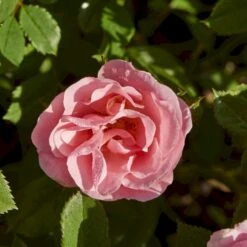 'Sweet Cover'® Rosa X 'Sweet Cover'® (Bunddækkerose) A-Kvalitet,- Barrods Roser Min. 3 Grene -Sirius Butik p373 52009 rosa x sweet cover bunddaekkerose ed85