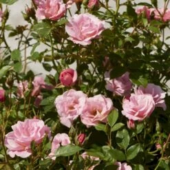 'Sweet Cover'® Rosa X 'Sweet Cover'® (Bunddækkerose) A-Kvalitet,- Barrods Roser Min. 3 Grene -Sirius Butik p373 52010 rosa x sweet cover bunddaekkerose 2a81