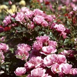 'Sweet Cover'® Rosa X 'Sweet Cover'® (Bunddækkerose) A-Kvalitet,- Barrods Roser Min. 3 Grene -Sirius Butik p373 52012 rosa x sweet cover bunddaekkerose 1646