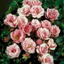 'Sweet Cover'® Rosa X 'Sweet Cover'® (Bunddækkerose) A-Kvalitet,- Barrods Roser Min. 3 Grene -Sirius Butik p373 52013 rosa x sweet cover bunddaekkerose 7626