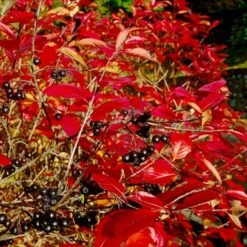 Storfrugtet Surbær 'Nero' Aronia Melanocarpa 'Nero' Potte 2,0 Liter,- Opbundet