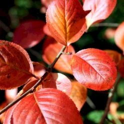 Storfrugtet Surbær 'Nero' Aronia Melanocarpa 'Nero' Potte 2,0 Liter,- Opbundet -Sirius Butik p37439 48515 aronia melanocarpa nero 49f2