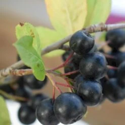 Storfrugtet Surbær 'Nero' Aronia Melanocarpa 'Nero' Potte 2,0 Liter,- Opbundet -Sirius Butik p37439 50534 aronia melanocarpa nero 8385