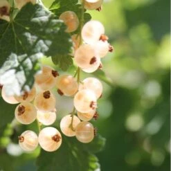 Ribs 'Weisse Versailler' Ribes Sativa 'Weisse Versailler' Potte 3,0 Liter,- Opbundet -Sirius Butik p37463 50635 ribes sativa weisse versailler b893