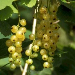 Fremhævede Produkter 10 Ribs 'Werdavia' Ribes Sativa 'Werdavia' Potte 3,0 Liter,- Opbundet