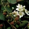 Brombær 'Black Cascade'® Rubus Fruticosus 'Black Cascade'® Potte 2,0 Liter,- Opbundet