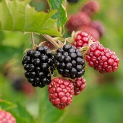 Brombær 'Chester Thornless' Rubus Fruticosus 'Chester Thornless' Potte 2,0 Liter,- Opbundet -Sirius Butik p37467 50648 rubus fruticosus chester thornless eb08