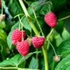 Sommer Hindbær 'Malling Promise' Rubus Idaeus 'Malling Promise' Potte 2,0 Liter,- Opbundet
