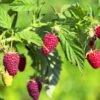 Sommer Hindbær 'Tulameen' Rubus Idaeus 'Tulameen' Potte 2,0 Liter,- Opbundet