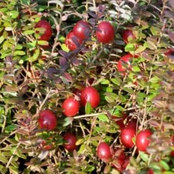 Storfrugtet Tranebær 'Cranberry' Vaccinium Macrocarpon 'Cranberry' Potte 2,0 Liter,- Opbundet