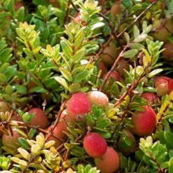Storfrugtet Tranebær 'Cranberry' Vaccinium Macrocarpon 'Cranberry' Potte 2,0 Liter,- Opbundet -Sirius Butik p37477 50739 vaccinium macrocarpon cranberry 72c5